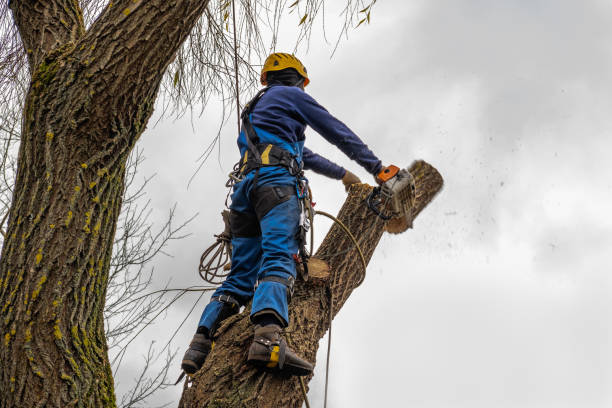 How Our Tree Care Process Works  in Greenwood, MO