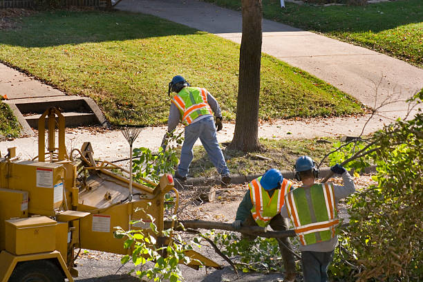 Best Tree Preservation Services  in Greenwood, MO