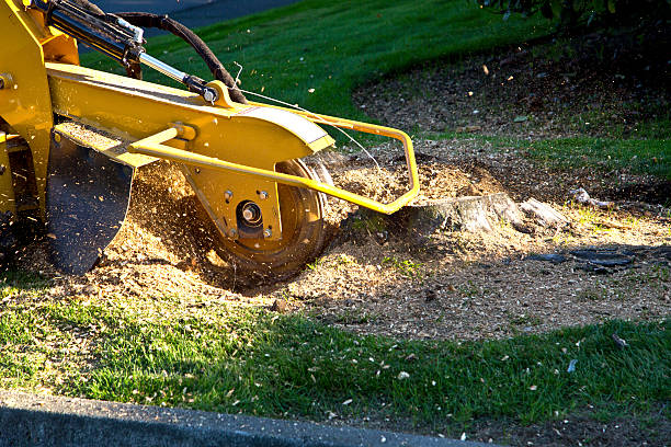 Artificial Turf Installation in Greenwood, MO